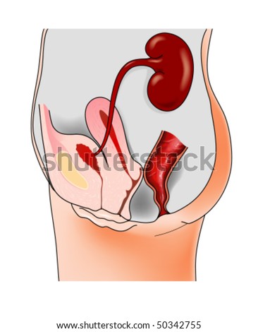 human digestive system diagram unlabeled. Dildos-unlabeled heart star