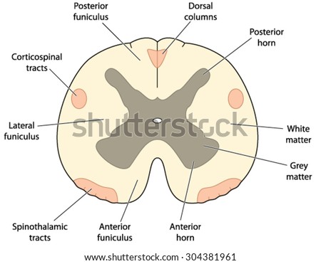 Cross Section Through Spinal Cord, Showing Major Nerve Columns And