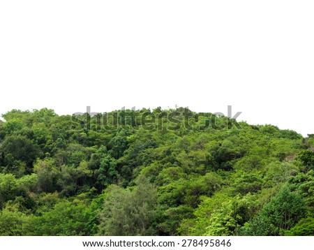 Tropical forest isolated background