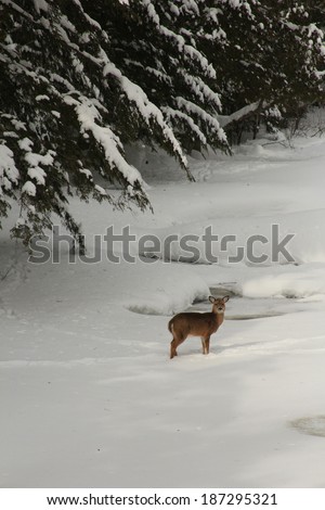 Deer in valley of evergeen at Copper Falls State Park in Mellen, Wisconsin