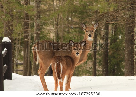 Two deer at Copper Falls State Park in Mellen, Wisconsin