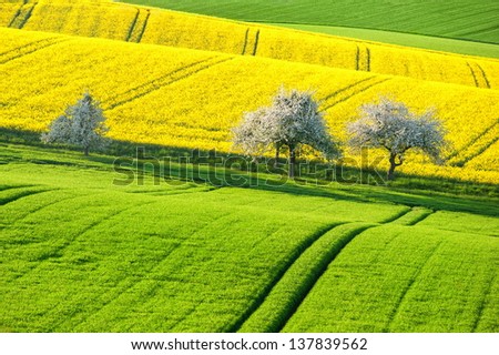 Green and yellow canola fields in spring