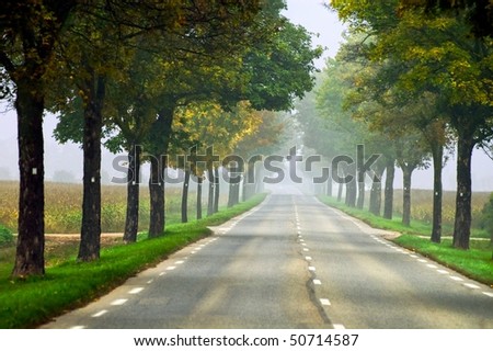 Misty road in Alsace, France, on a foggy summer day