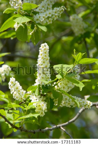 Bird cherry tree flowers and leaves