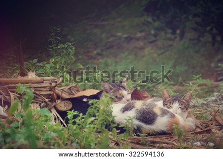a group of feral lazy sleepy cats are sleeping outside the garden
