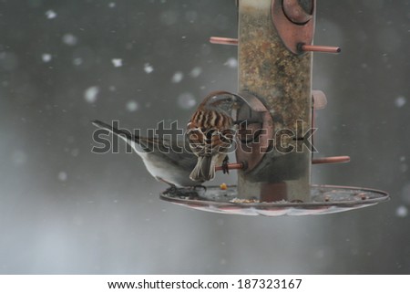 Birds in the Snow