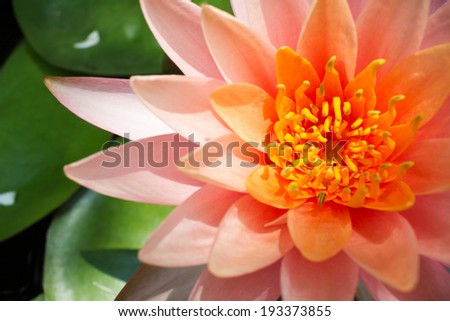 Pink lotus blossom with dark vignette