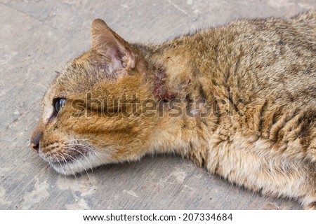 Cat had injured at neck. Cat laying down on floor and looking for some thing.