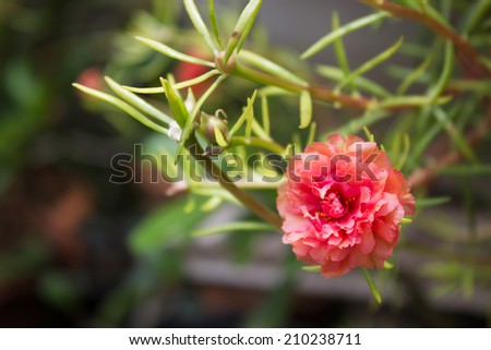 Closeup orange flower. Portulaca, Moss Rose, Sun plant, Sun Rose.