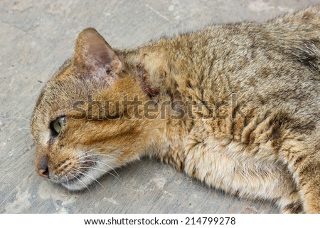 Cat had injured at neck. Cat laying down on floor and looking for some thing.