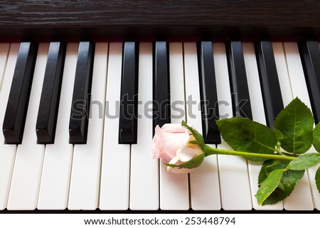 Pink rose on piano keyboard. Top view.