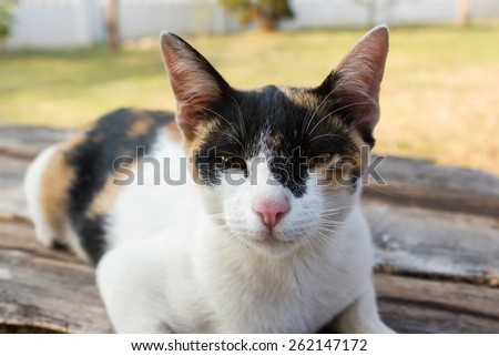 Closeup calico cat  laying on wood background. Cat look at to camera. Yellow eye.