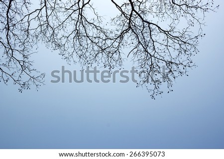 Tree silhouette with blue sky. Tree top view. Abstract and nature background.