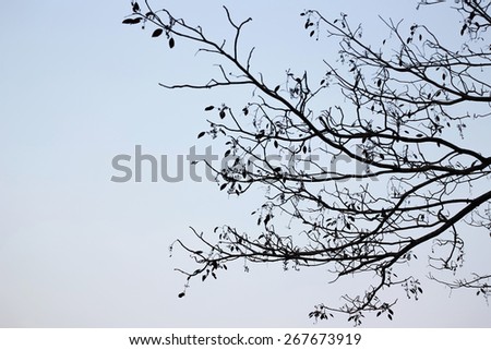 Tree silhouette with blue sky. Tree top view. Abstract and nature background.