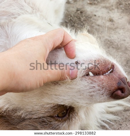 Closeup woman\'s hand pick of an adult tick on dog fur.