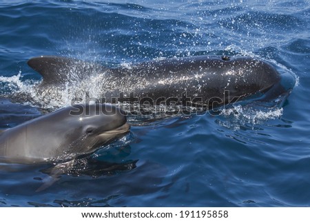 mother and baby pilot whale breathing in the sea surface