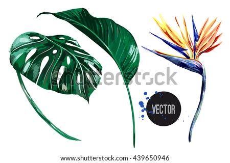 Tropical flower, jungle leaves, bird of paradise. Vector exotic illustration isolated on white background
