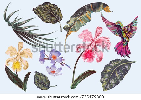 Tropical flowers, jungle leaves, plumeria, orchid flower, hummingbird. Vector exotic illustrations, floral elements isolated. Vintage illustration for greeting card, wallpaper