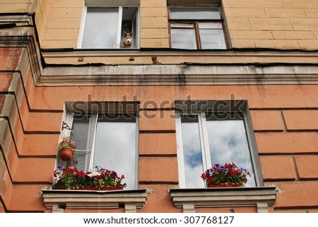 cat and dog in the window