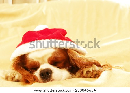 cute and funny little puppy in christmas time, sleeps on a sofa dressed in santa claus hat