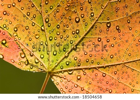 Orange Autumn leaf with dew drops