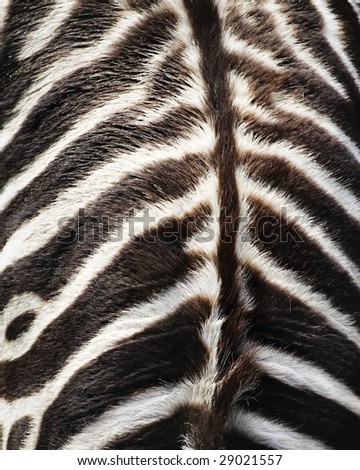 close up of zebra fur