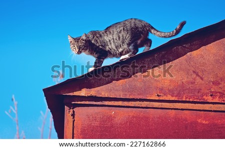 Red cat on the Roof