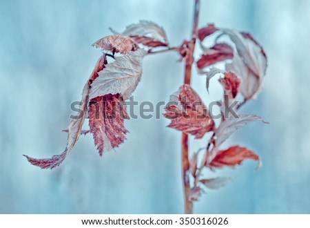 frozen abstract tree leafs and plants in winter snow - aged photo effect, vintage retro
