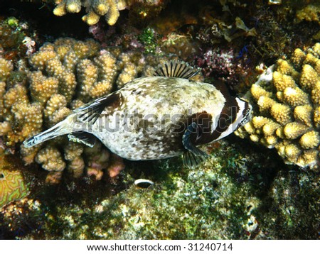 Masked puffer and coral