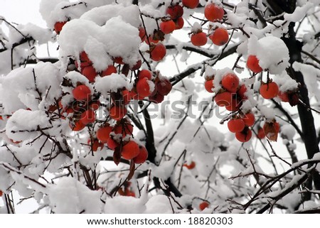 Flora + fauna Stock-photo-persimmon-tree-with-snow-18820303