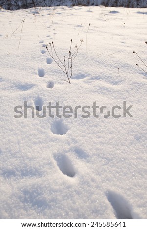 animal footprints on snow surface. Snow field