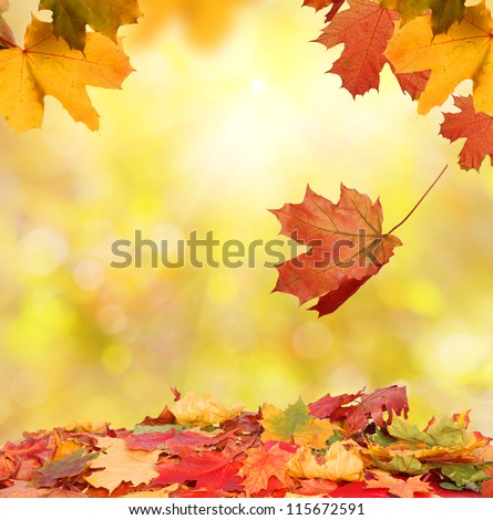 autumn leaves autumn leaves