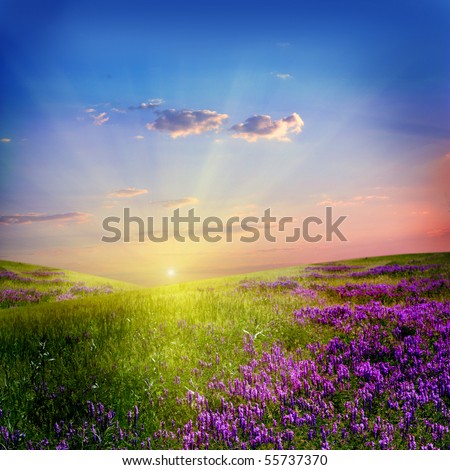 sunset is in the flower field