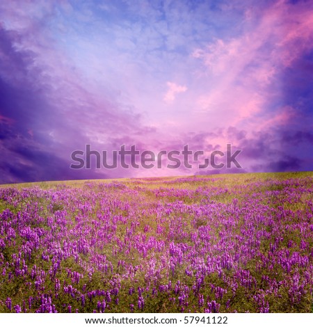 pink sunset is in the flower field