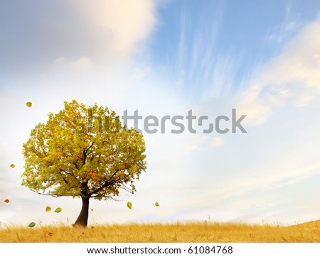 Beautiful autumn tree