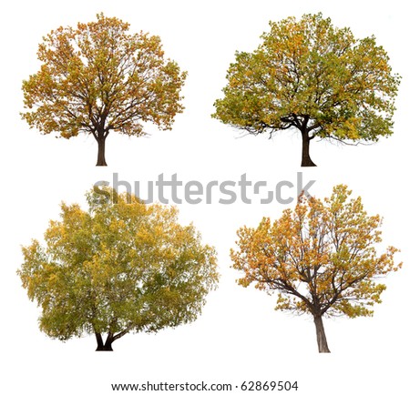 autumn trees isolated on white background.