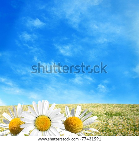 Field+of+daisies+pictures