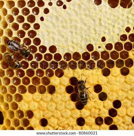 stock photo : honey comb and a bee working