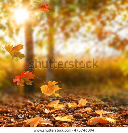 Beautiful autumn landscape with yellow trees and sun. Colorful foliage in the park. Falling  leaves natural background .Autumn season concept