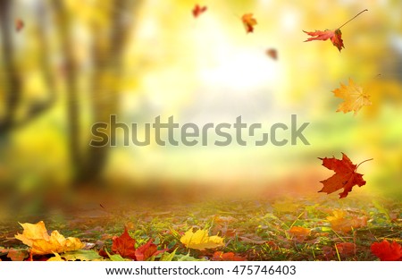 Beautiful  landscape with yellow trees,green grass and sun. Colorful foliage in the park. Falling  leaves natural background .