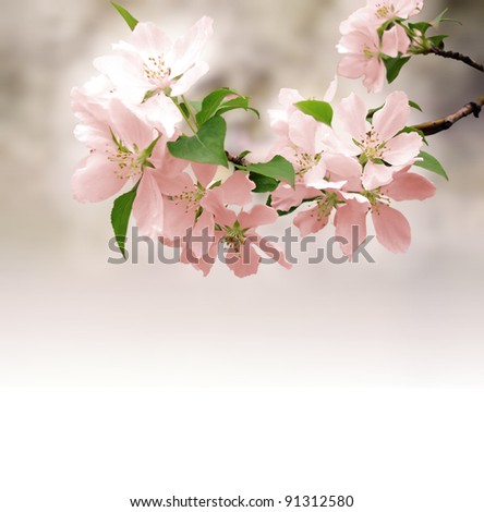 pink flowers blossoming tree branch deep bokeh