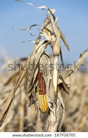 Corn in farm field in spring with mold evident after the field could not be harvested in the fall.