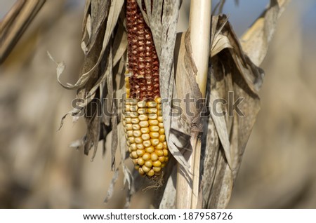 Corn in farm field in spring with mold evident after the field could not be harvested in the fall.