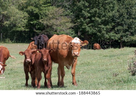 Young calves and cows grazing in a Spring pasture.