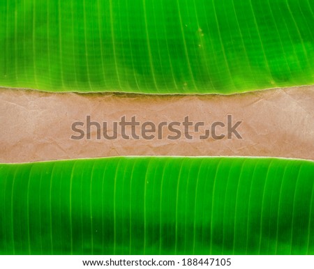 Green banana leaf in Crumpled paper background