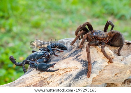 Scorpion and the Spider On dry timber