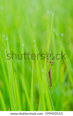 Background of green grass with insects perched on a blade of grass.