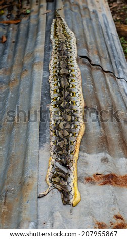 Snake skin, reptile