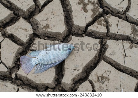 cracked land and dead fish on hot and dry ground