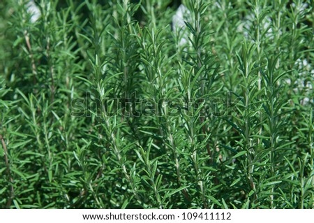 The herb rosemary growing in the garden